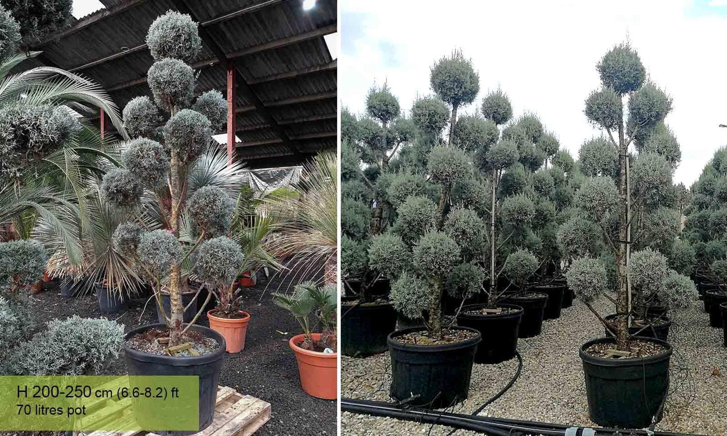 Cupressus Arizonica Pom Pom - View 5 from www redcrocus com