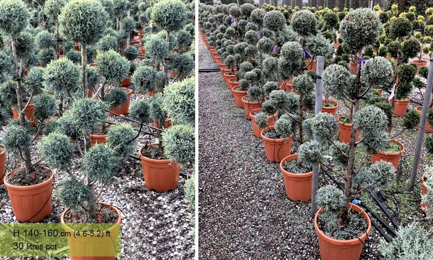 Cupressus Arizonica Pom Pom - View 6 from www redcrocus com