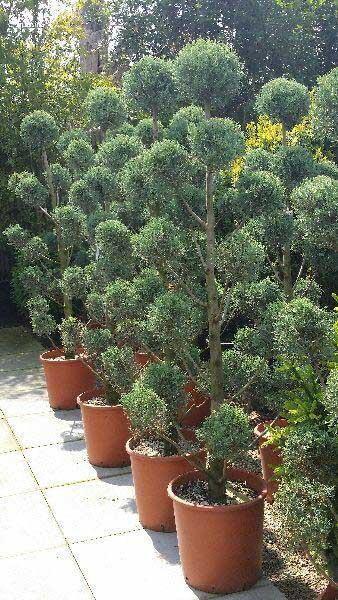 Cupressus Arizonica Pom Pom - View 7 from www redcrocus com