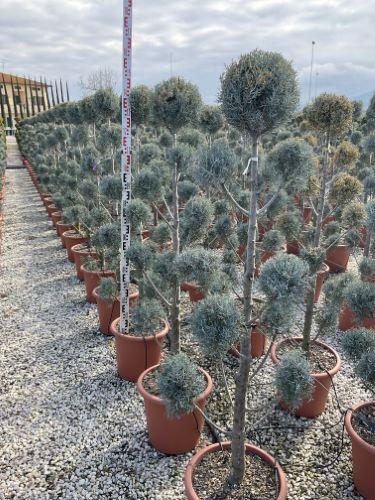 Cupressus Arizonica Pom Pom - View 8 from www redcrocus com