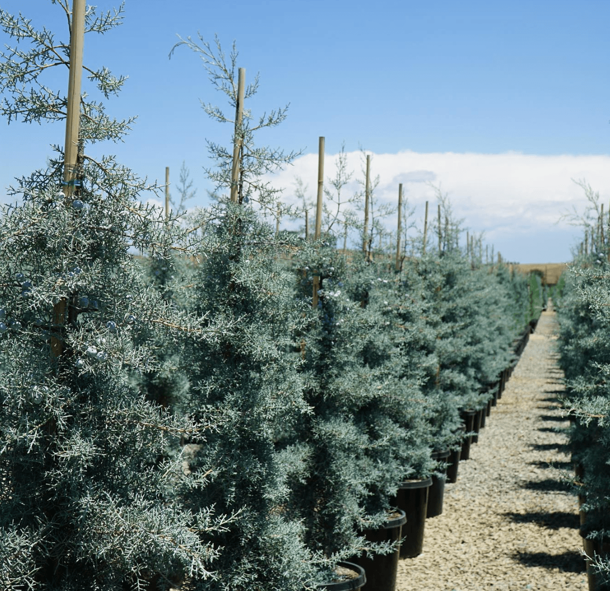 Cupressus Arizonica Patio Tree - View 10 from www redcrocus com
