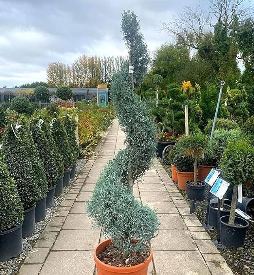 Cupressus Arizonica Patio Tree - View 13 from www redcrocus com