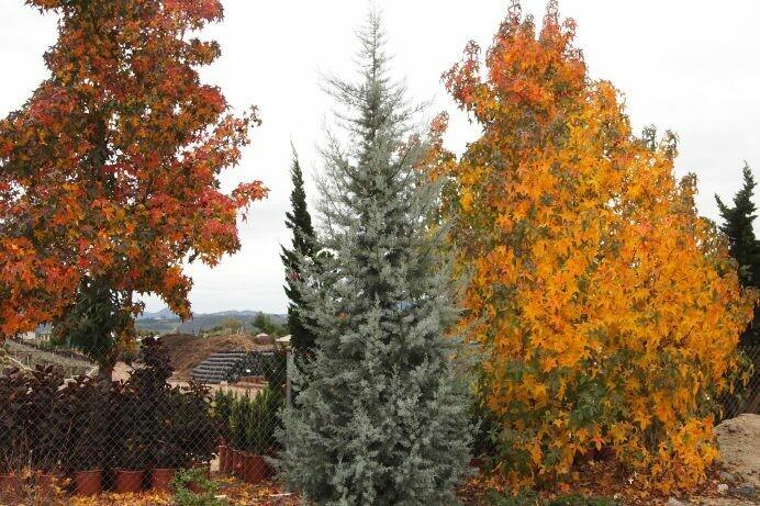 Cupressus Arizonica Patio Tree - View 17 from www redcrocus com