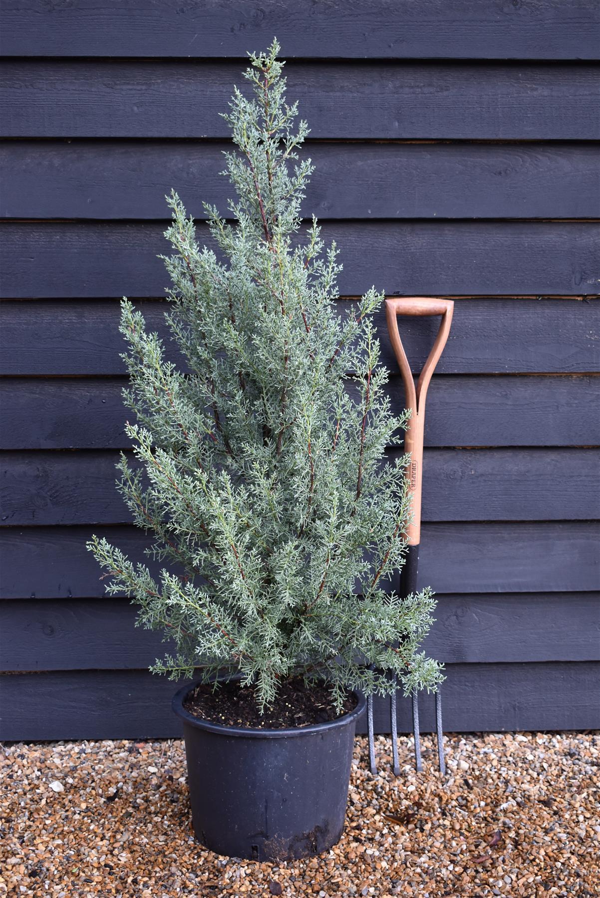 Cupressus Arizonica Patio Tree - View 18 from www redcrocus com