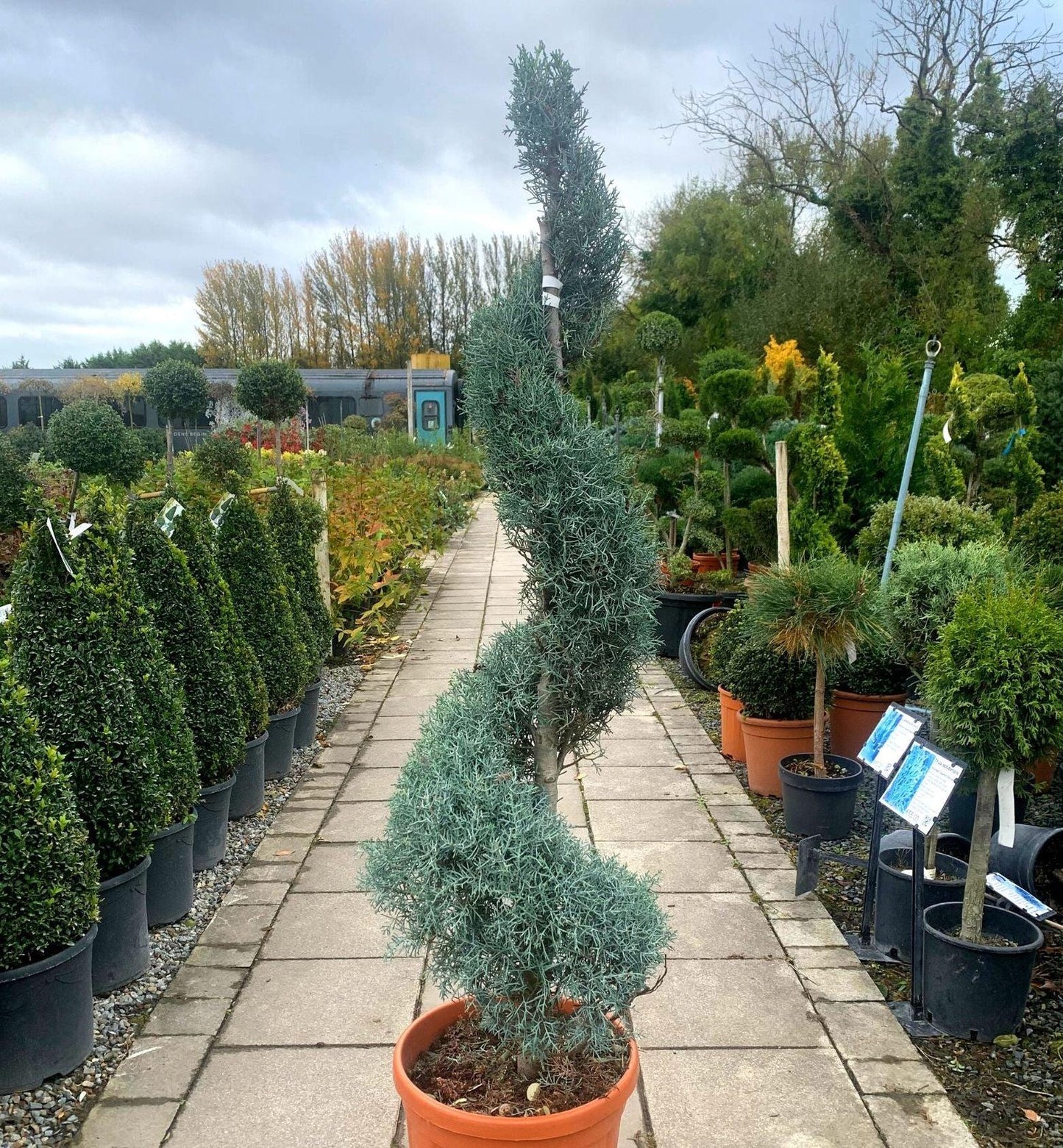 Cupressus Arizonica Patio Tree - View 21 from www redcrocus com