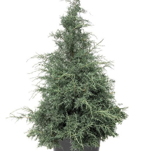 Cupressus Arizonica Patio Tree - View 22 from www redcrocus com