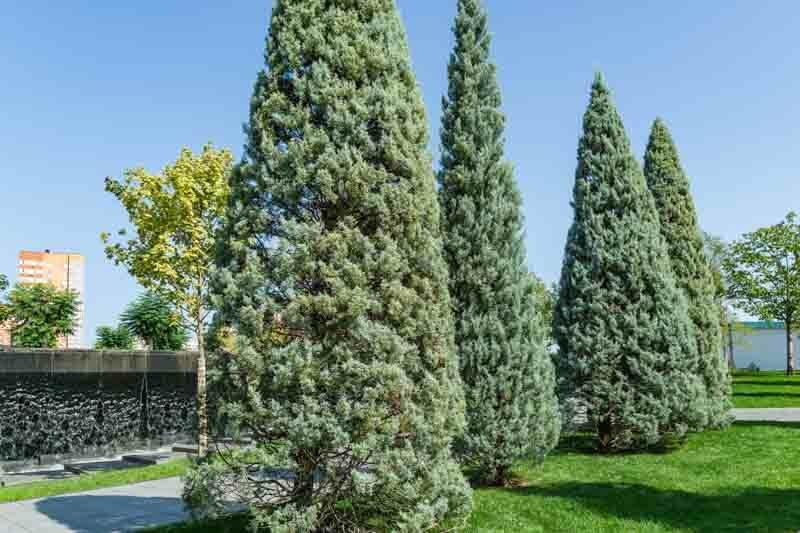 Cupressus Arizonica Patio Tree - View 23 from www redcrocus com