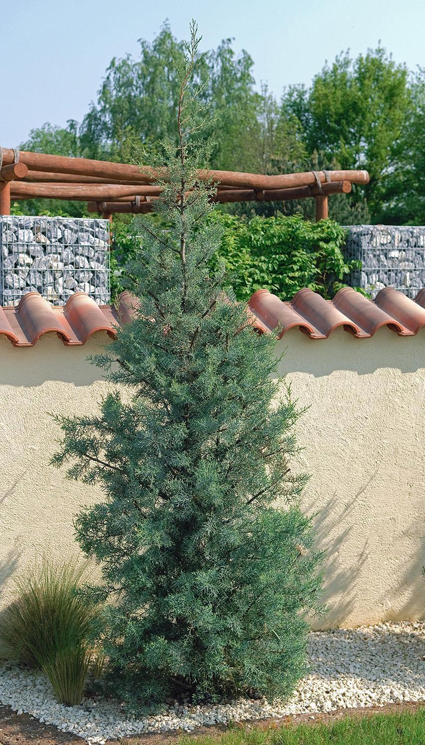 Cupressus Arizonica Patio Tree - View 24 from www redcrocus com
