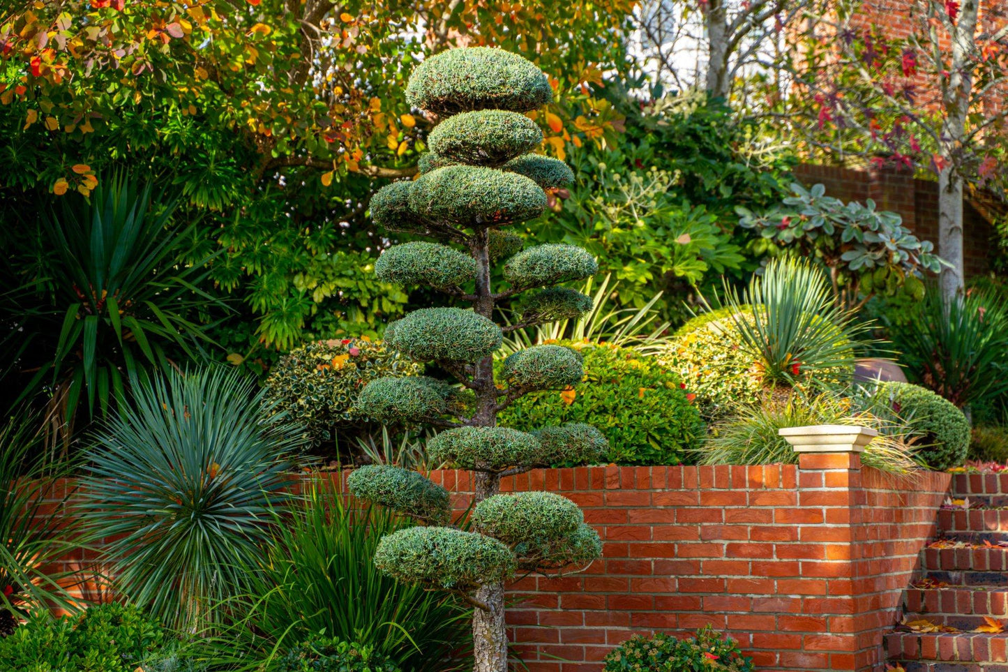 Cupressus Arizonica Patio Tree - View 25 from www redcrocus com