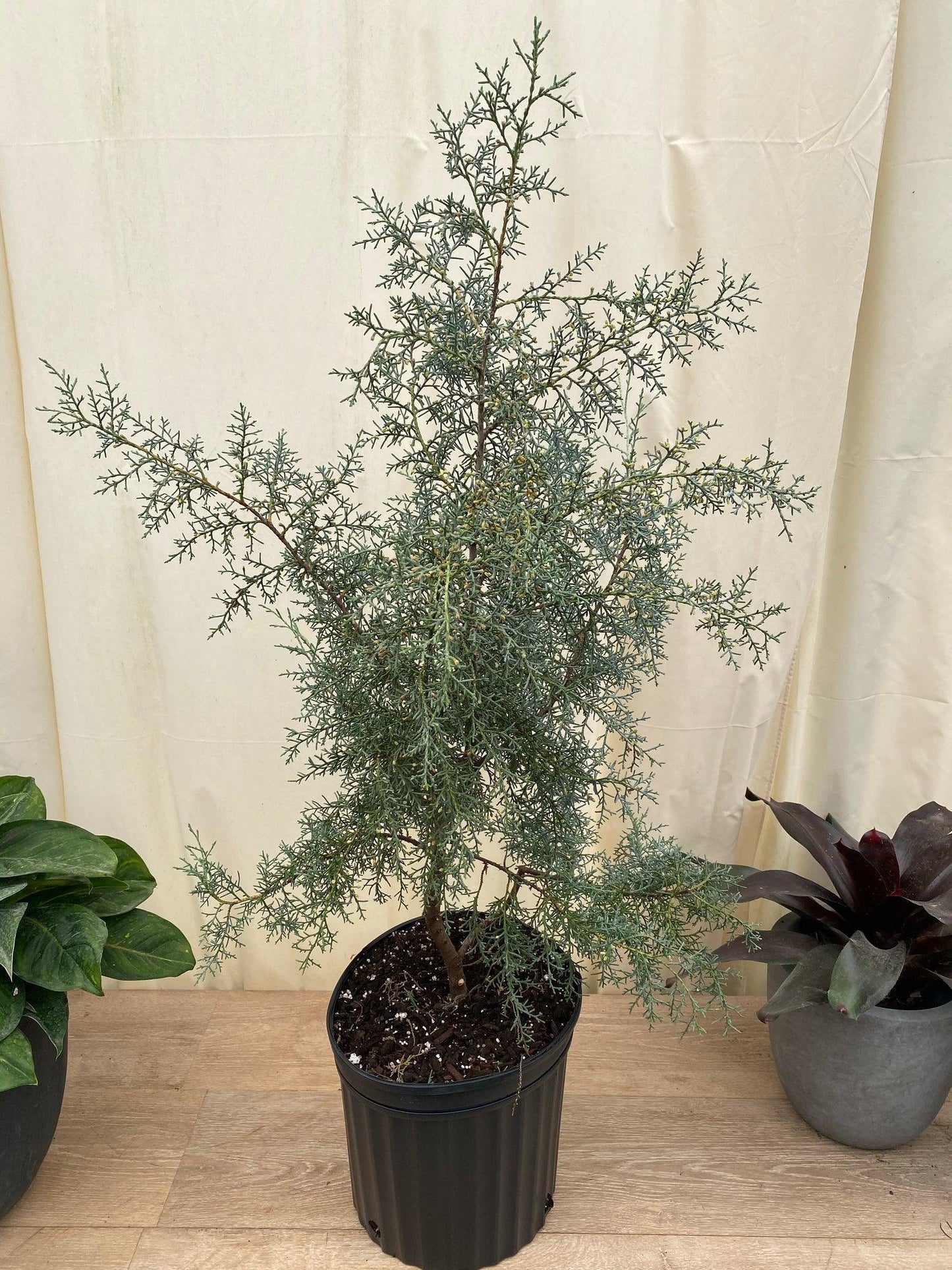 Cupressus Arizonica Patio Tree - View 27 from www redcrocus com