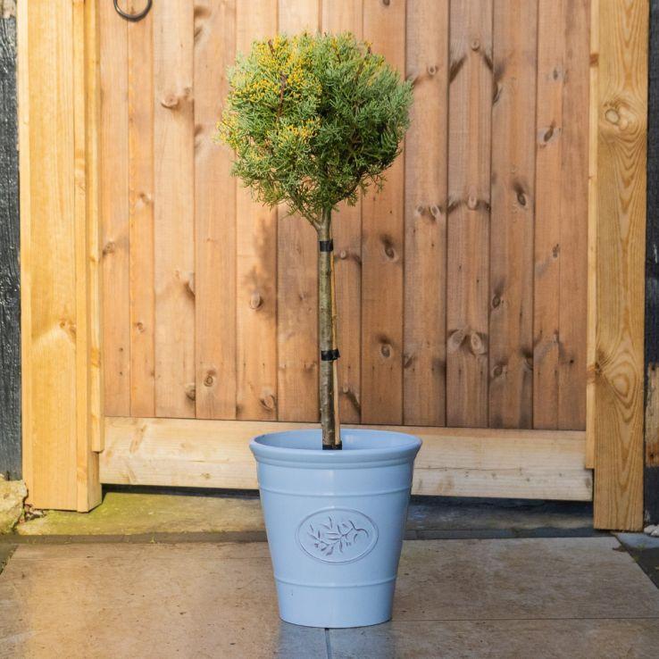 Cupressus Arizonica Patio Tree - View 28 from www redcrocus com