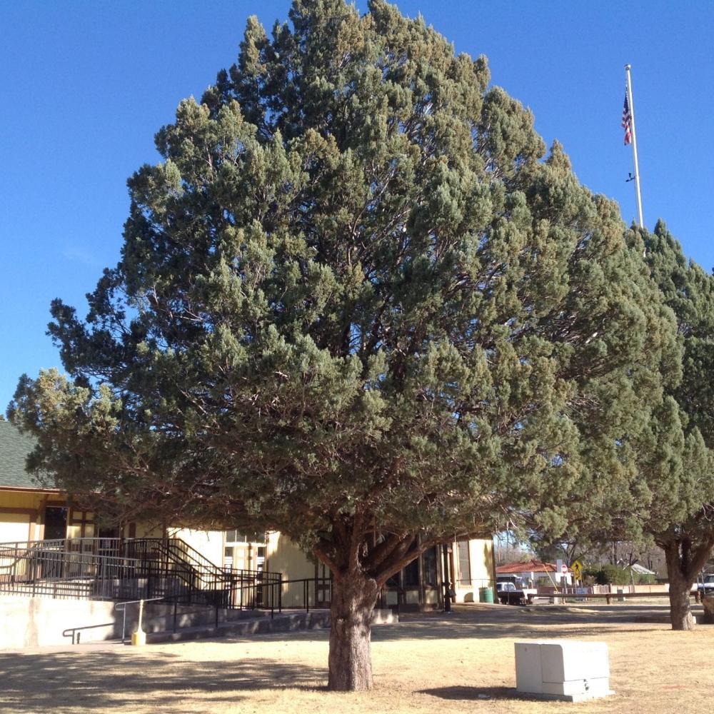 Cupressus Arizonica Patio Tree - View 29 from www redcrocus com