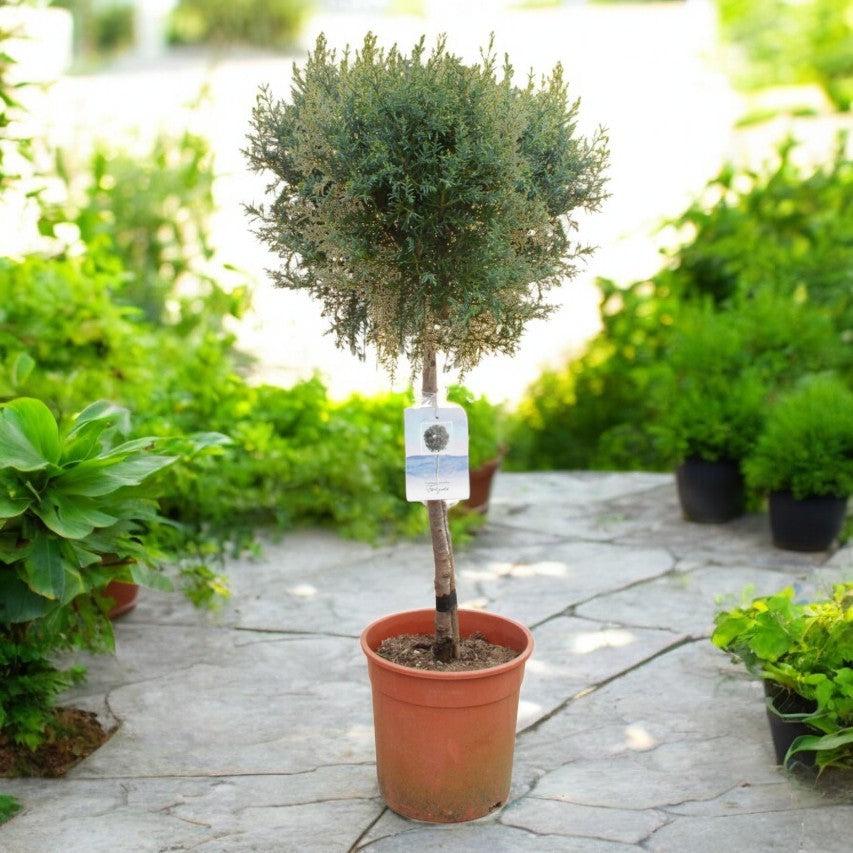 Cupressus Arizonica Patio Tree - View 2 from www redcrocus com