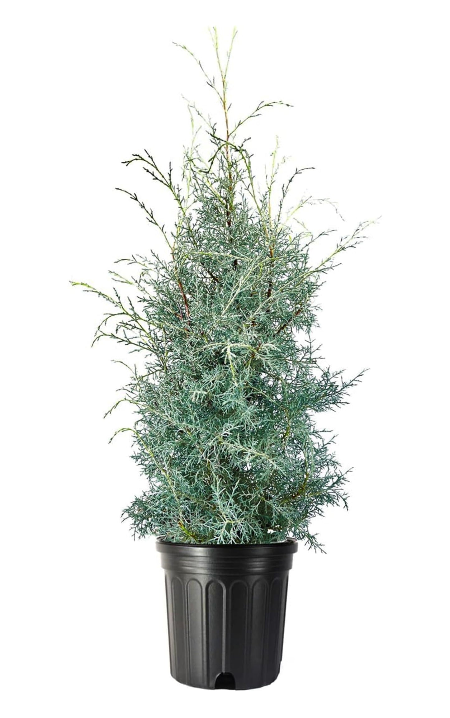 Cupressus Arizonica Patio Tree - View 30 from www redcrocus com