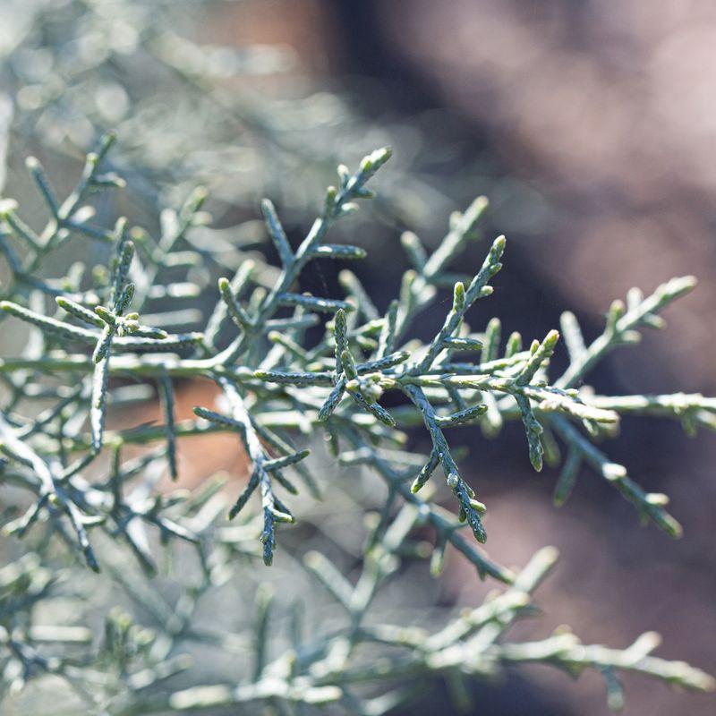 Cupressus Arizonica Patio Tree - View 31 from www redcrocus com
