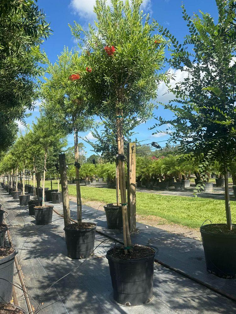 Cupressus Arizonica Patio Tree - View 32 from www redcrocus com
