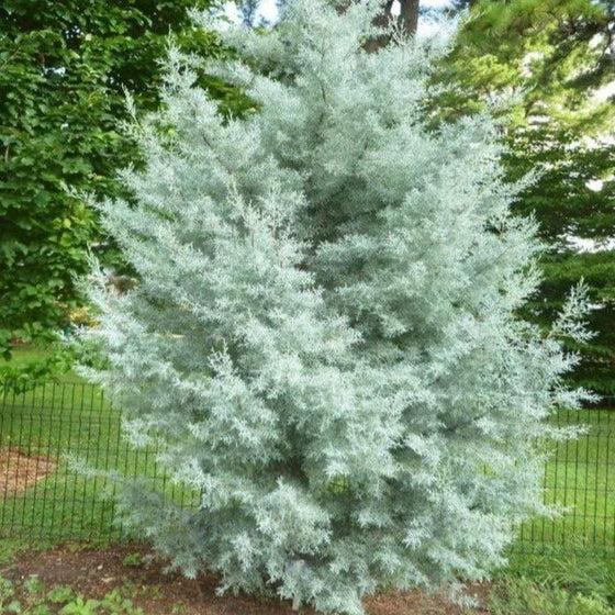 Cupressus Arizonica Patio Tree - View 33 from www redcrocus com