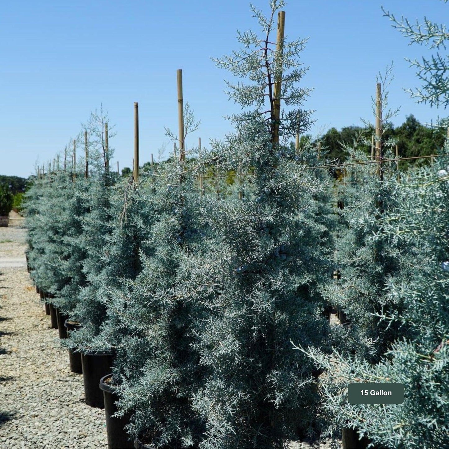 Cupressus Arizonica Patio Tree - View 34 from www redcrocus com