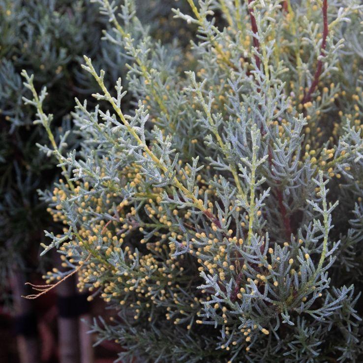Cupressus Arizonica Patio Tree - View 35 from www redcrocus com