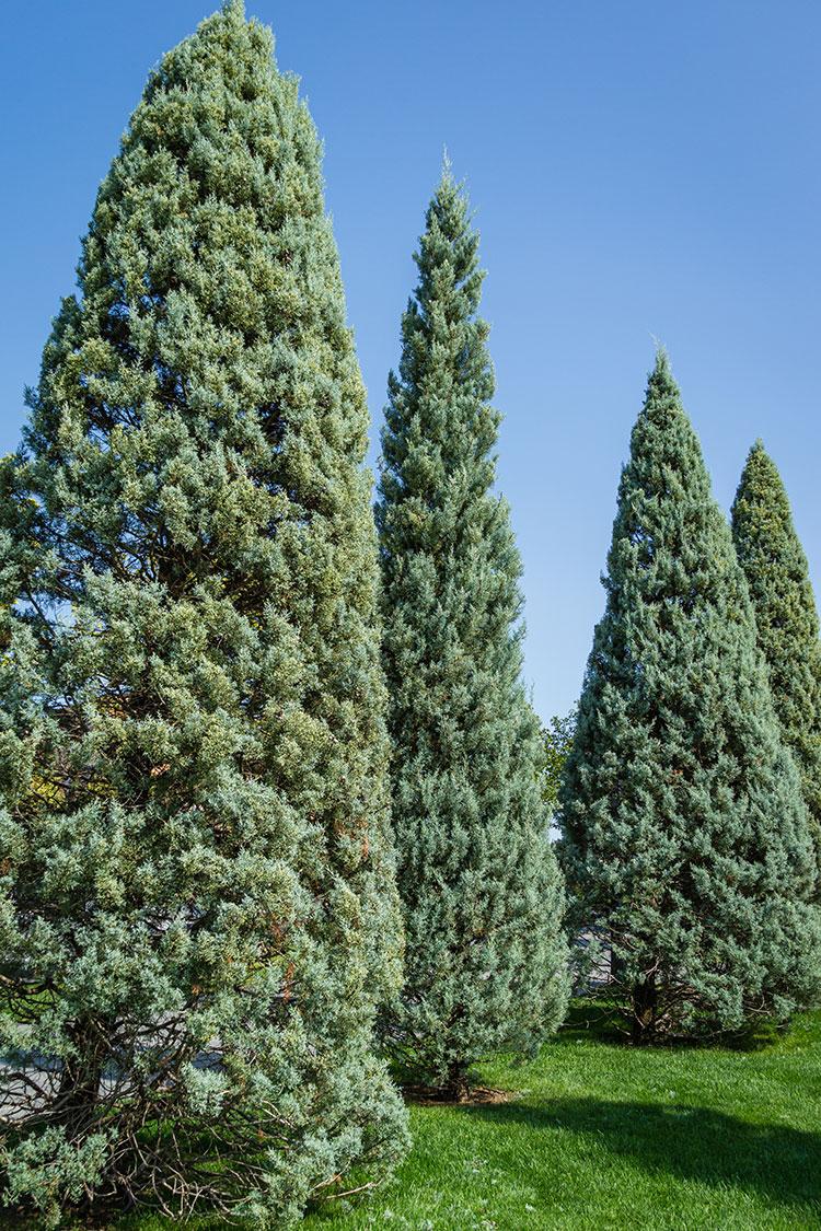 Cupressus Arizonica Patio Tree - View 36 from www redcrocus com