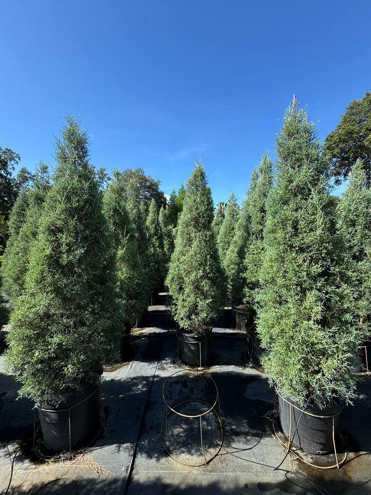 Cupressus Arizonica Patio Tree - View 37 from www redcrocus com