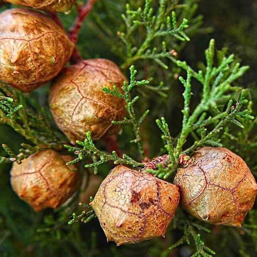 Cupressus Arizonica Patio Tree - View 39 from www redcrocus com