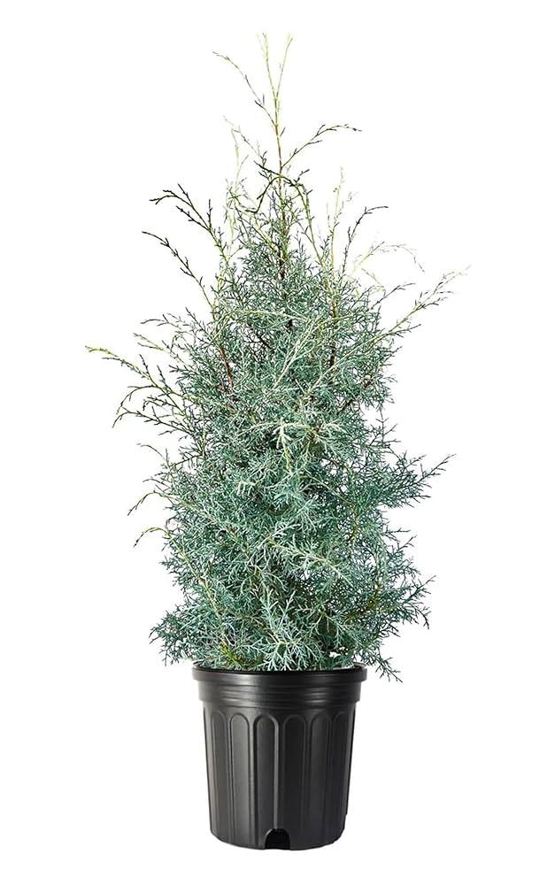 Cupressus Arizonica Patio Tree - View 3 from www redcrocus com