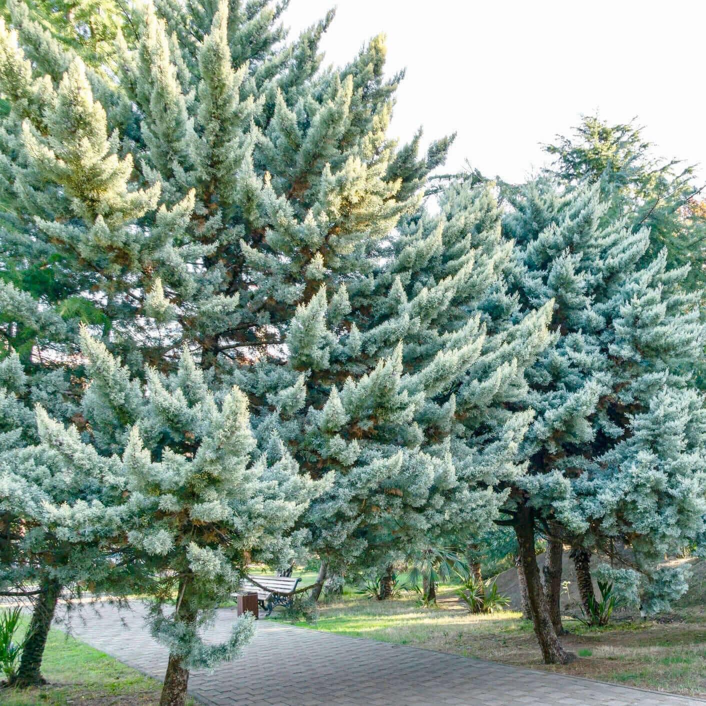 Cupressus Arizonica Patio Tree - View 4 from www redcrocus com