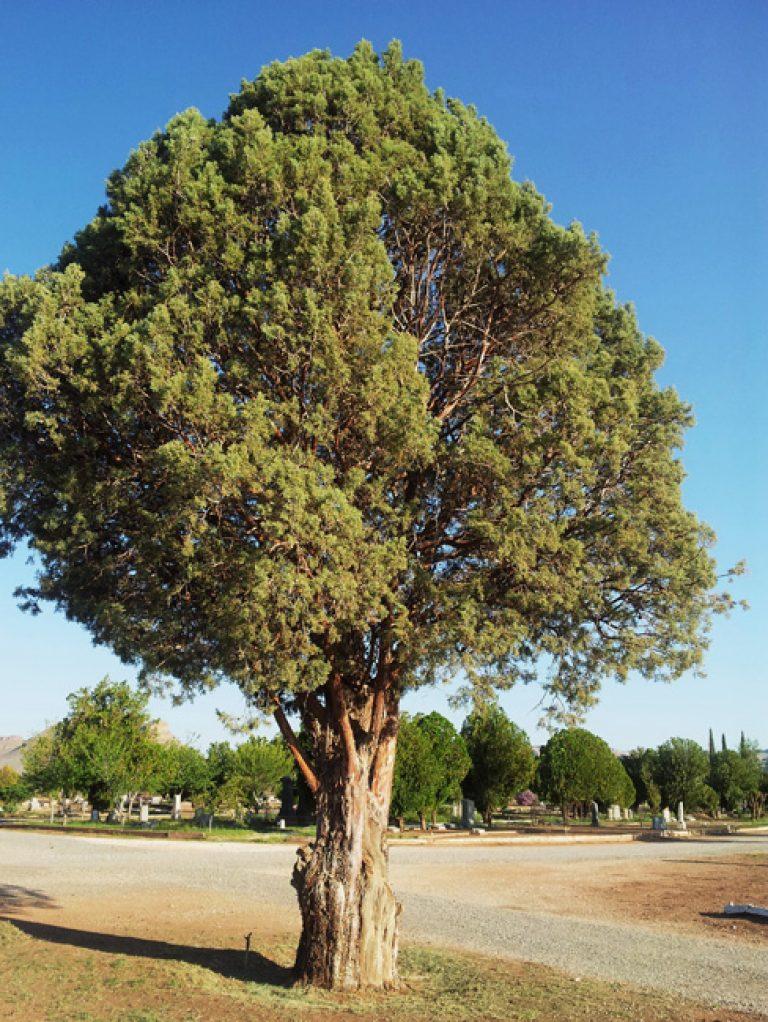 Cupressus Arizonica Patio Tree - View 5 from www redcrocus com