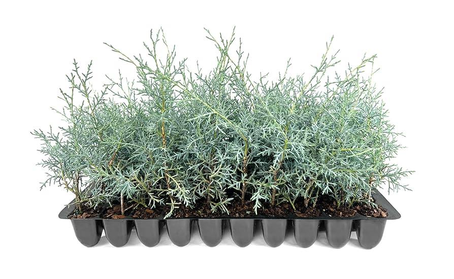 Cupressus Arizonica Patio Tree - View 6 from www redcrocus com