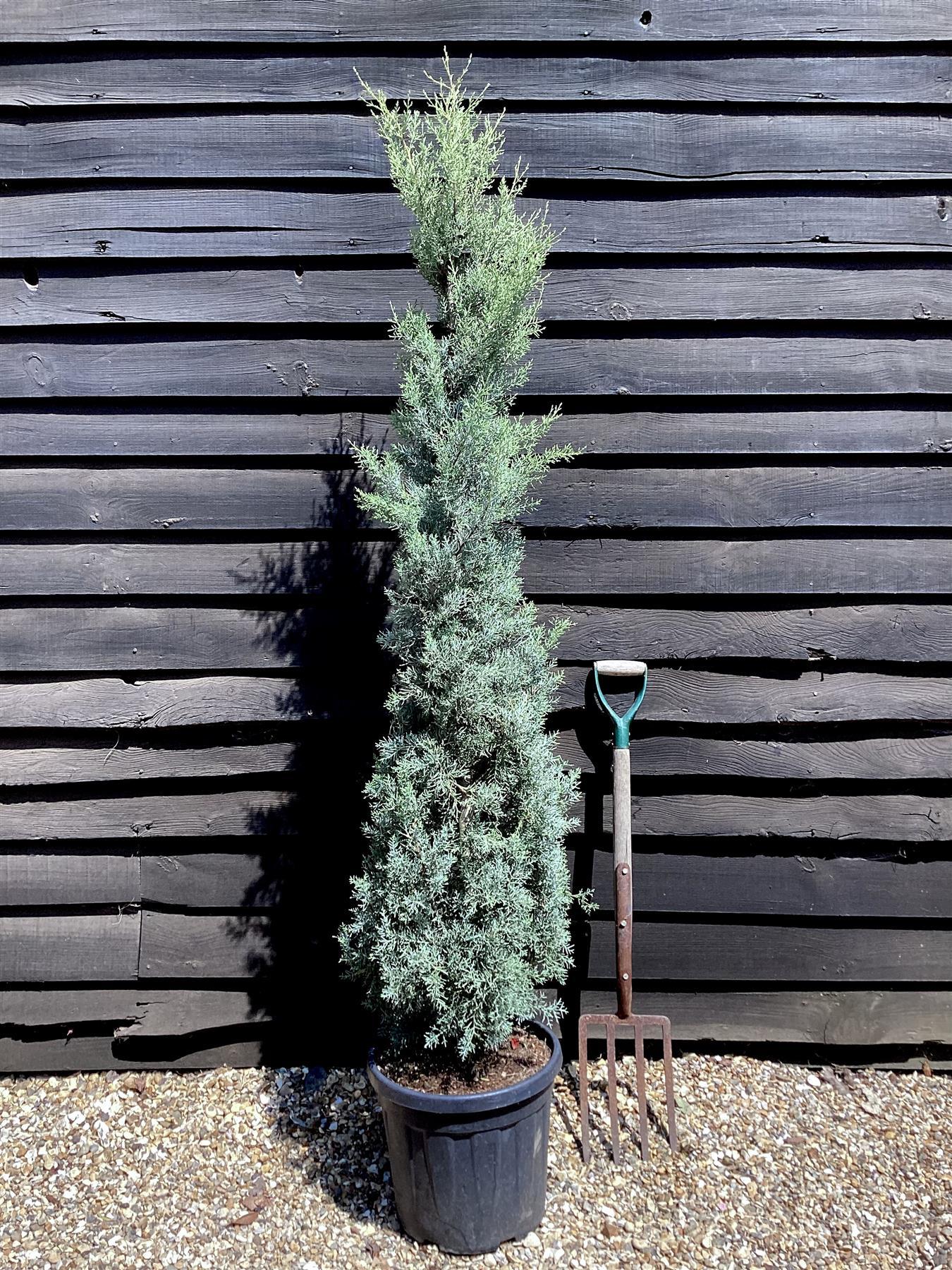 Cupressus Arizonica Patio Tree - View 9 from www redcrocus com