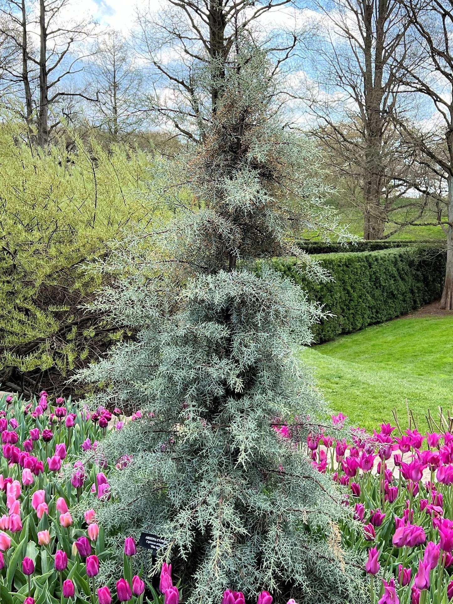 Cupressus Arizonica Globe - View 13 from www redcrocus com