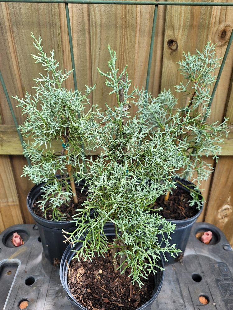 Cupressus Arizonica Globe - View 18 from www redcrocus com