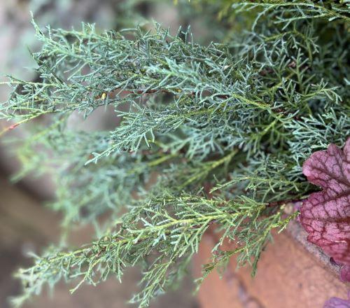 Cupressus Arizonica Globe - View 19 from www redcrocus com