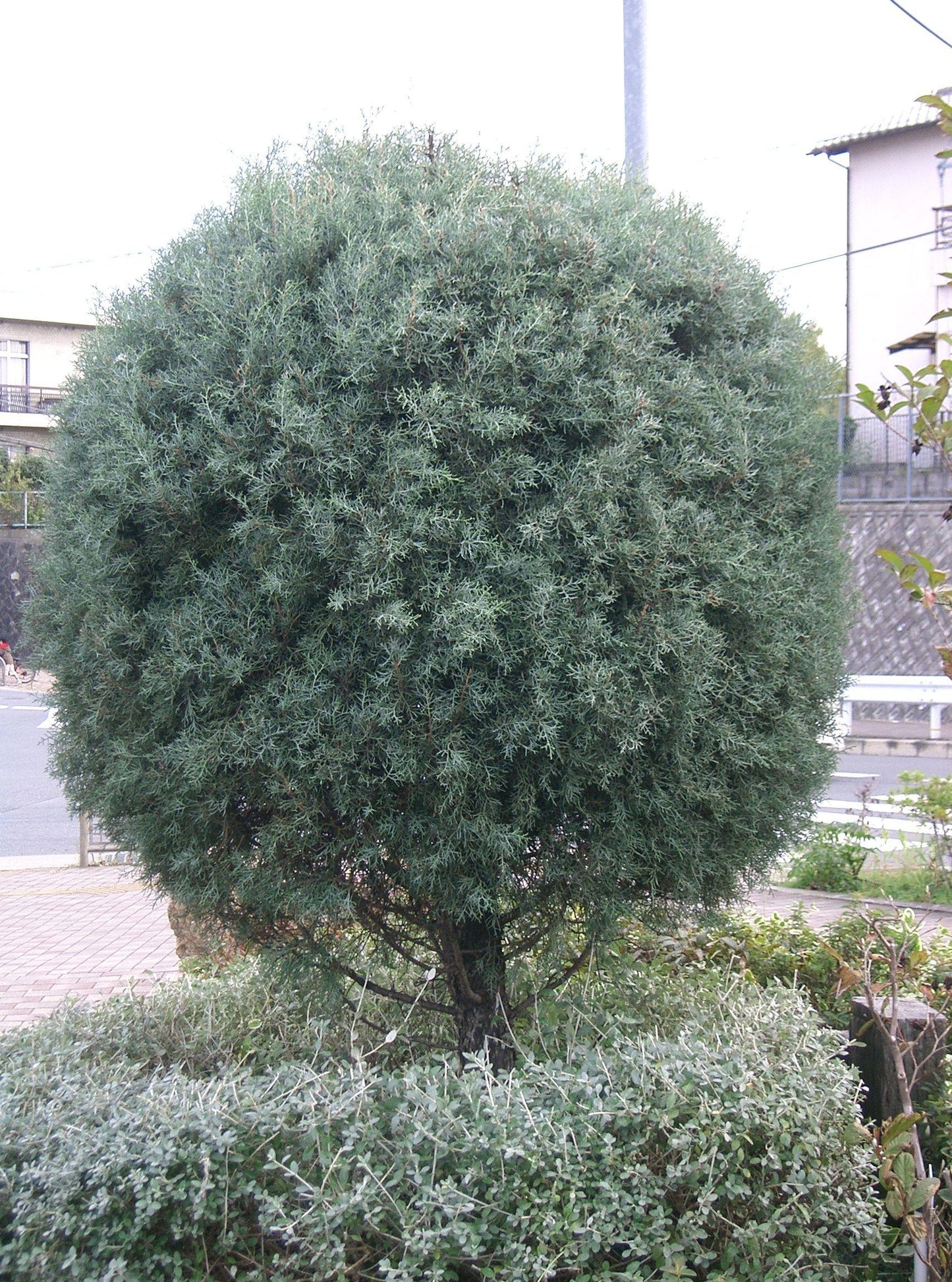 Cupressus Arizonica Globe - View 1 from www redcrocus com