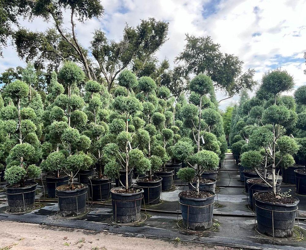 Cupressus Arizonica Globe - View 21 from www redcrocus com