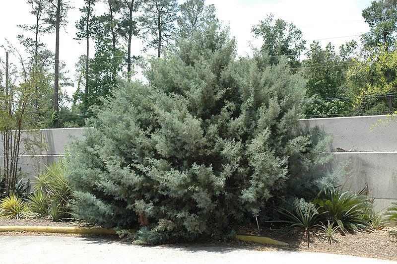 Cupressus Arizonica Globe - View 22 from www redcrocus com