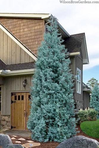 Cupressus Arizonica Globe - View 24 from www redcrocus com