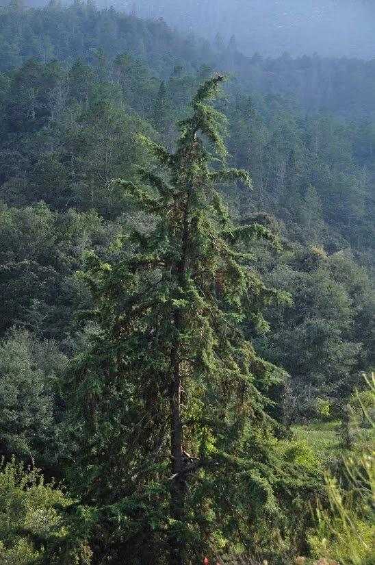 Cupressus Arizonica Globe - View 25 from www redcrocus com