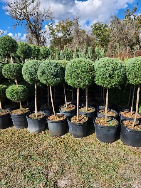 Cupressus Arizonica Globe - View 27 from www redcrocus com