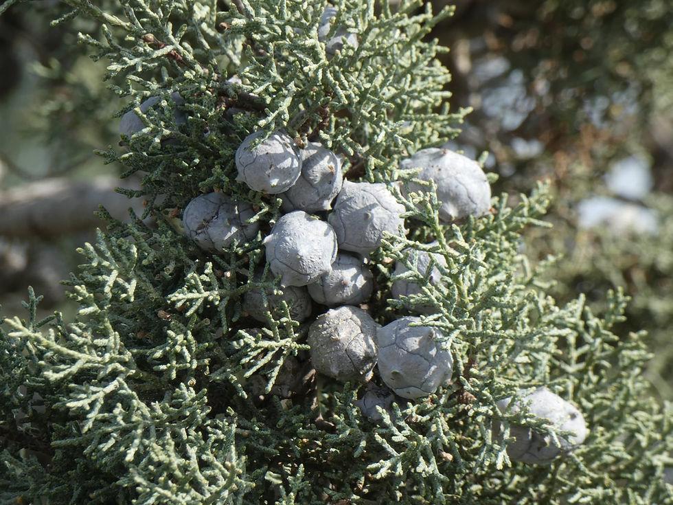 Cupressus Arizonica Globe - View 29 from www redcrocus com