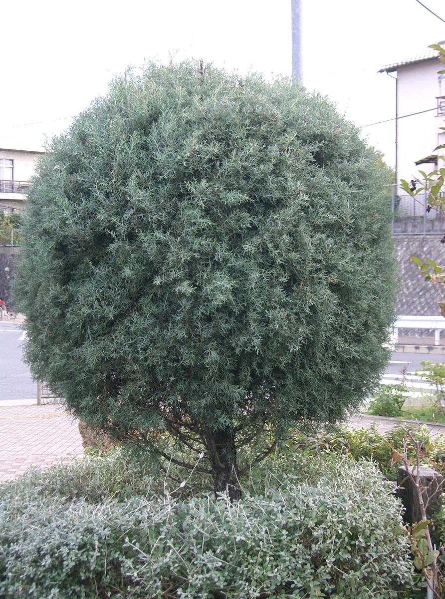 Cupressus Arizonica Globe - View 2 from www redcrocus com