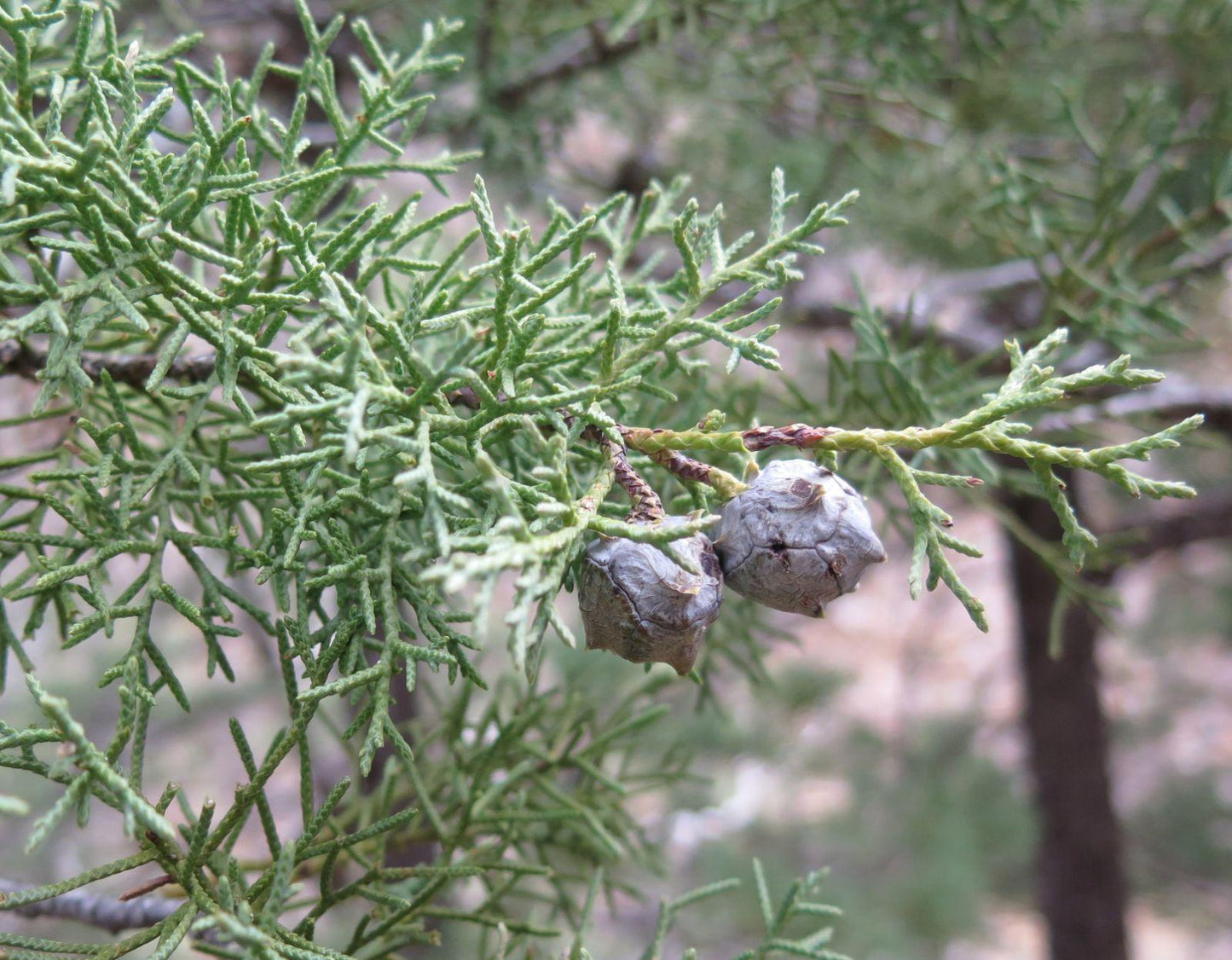 Cupressus Arizonica Globe - View 30 from www redcrocus com