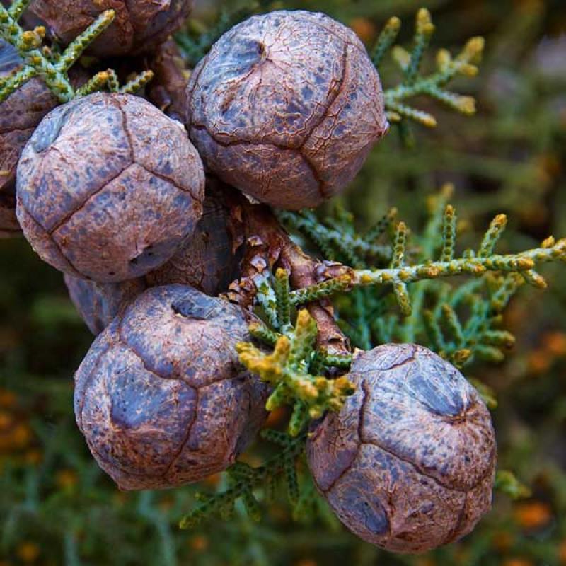 Cupressus Arizonica Globe - View 5 from www redcrocus com