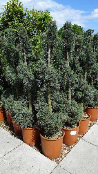 Cupressus Arizonica Globe - View 7 from www redcrocus com