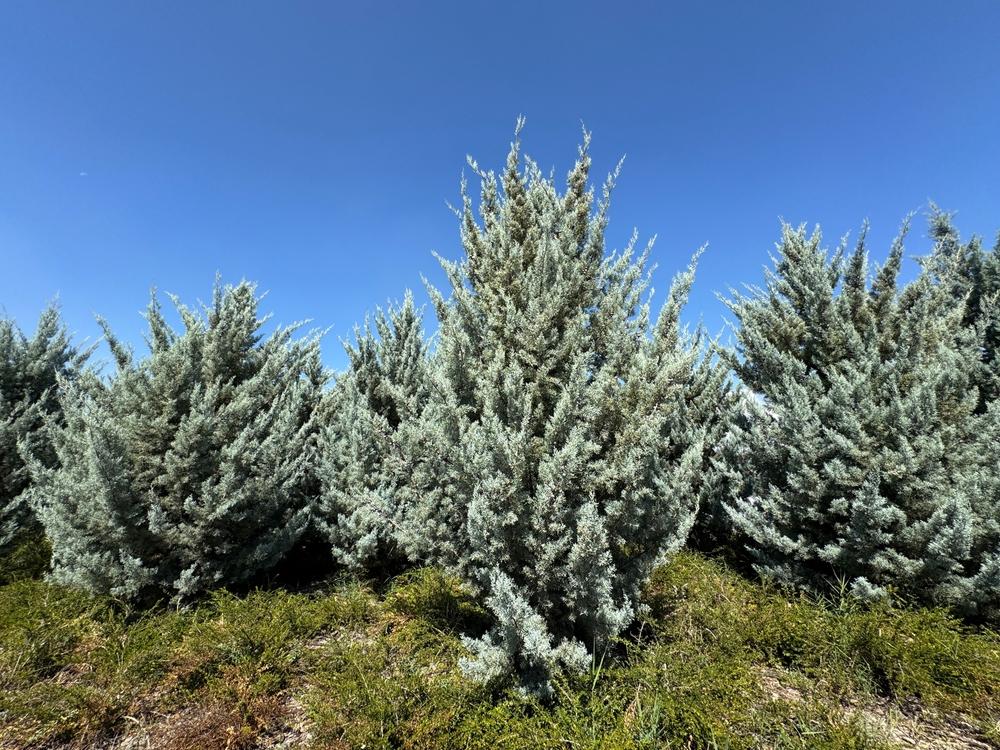 Cupressus Arizonica Globe - View 8 from www redcrocus com