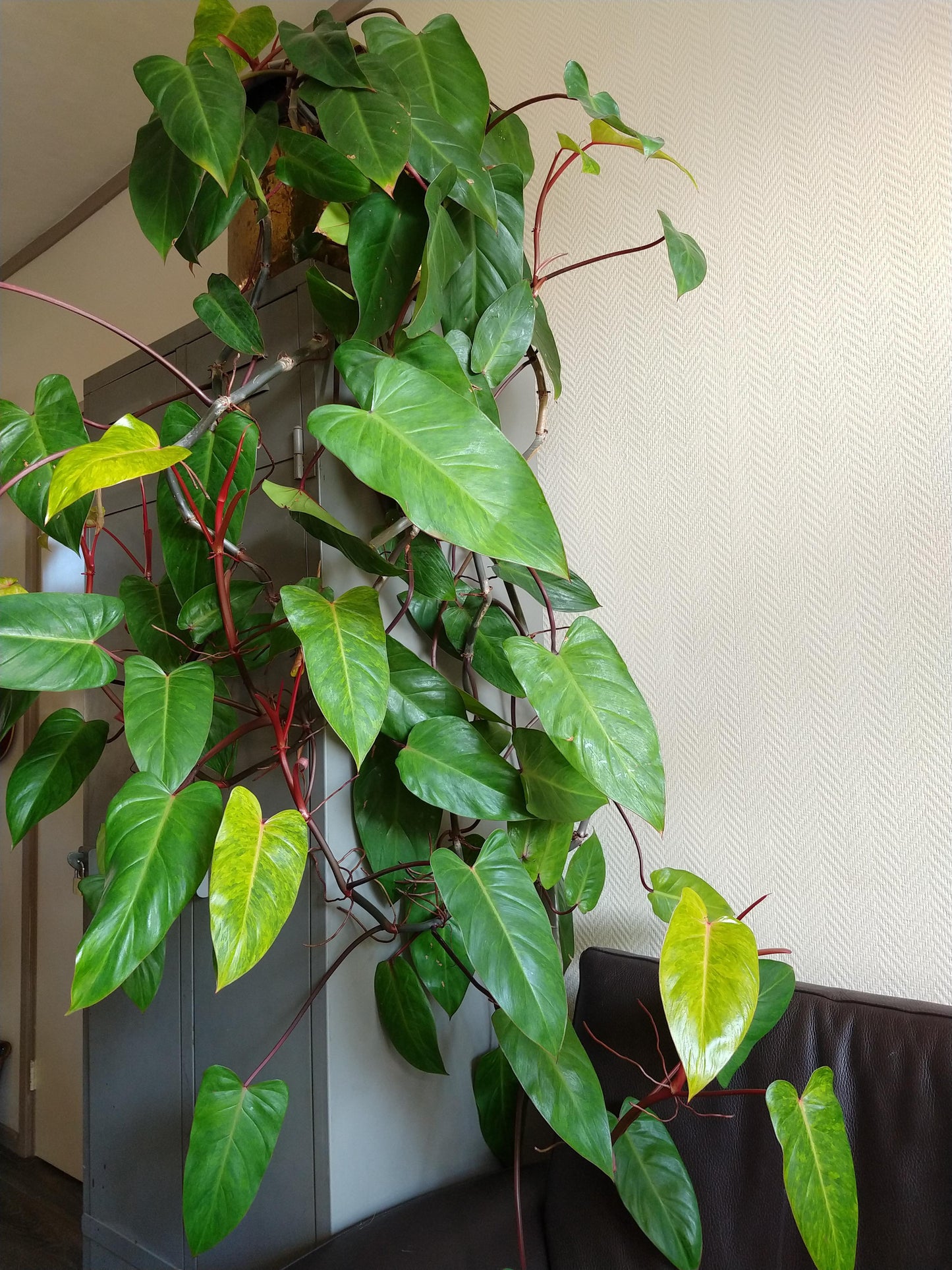 Philodendron 'painted Lady' - View 8 from www redcrocus com