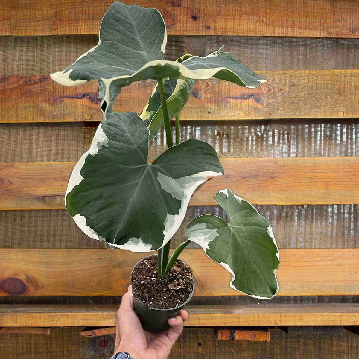 Alocasia Mickey Mouse - View 12 from www redcrocus com