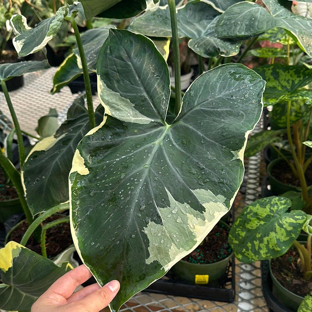 Alocasia Mickey Mouse - View 13 from www redcrocus com