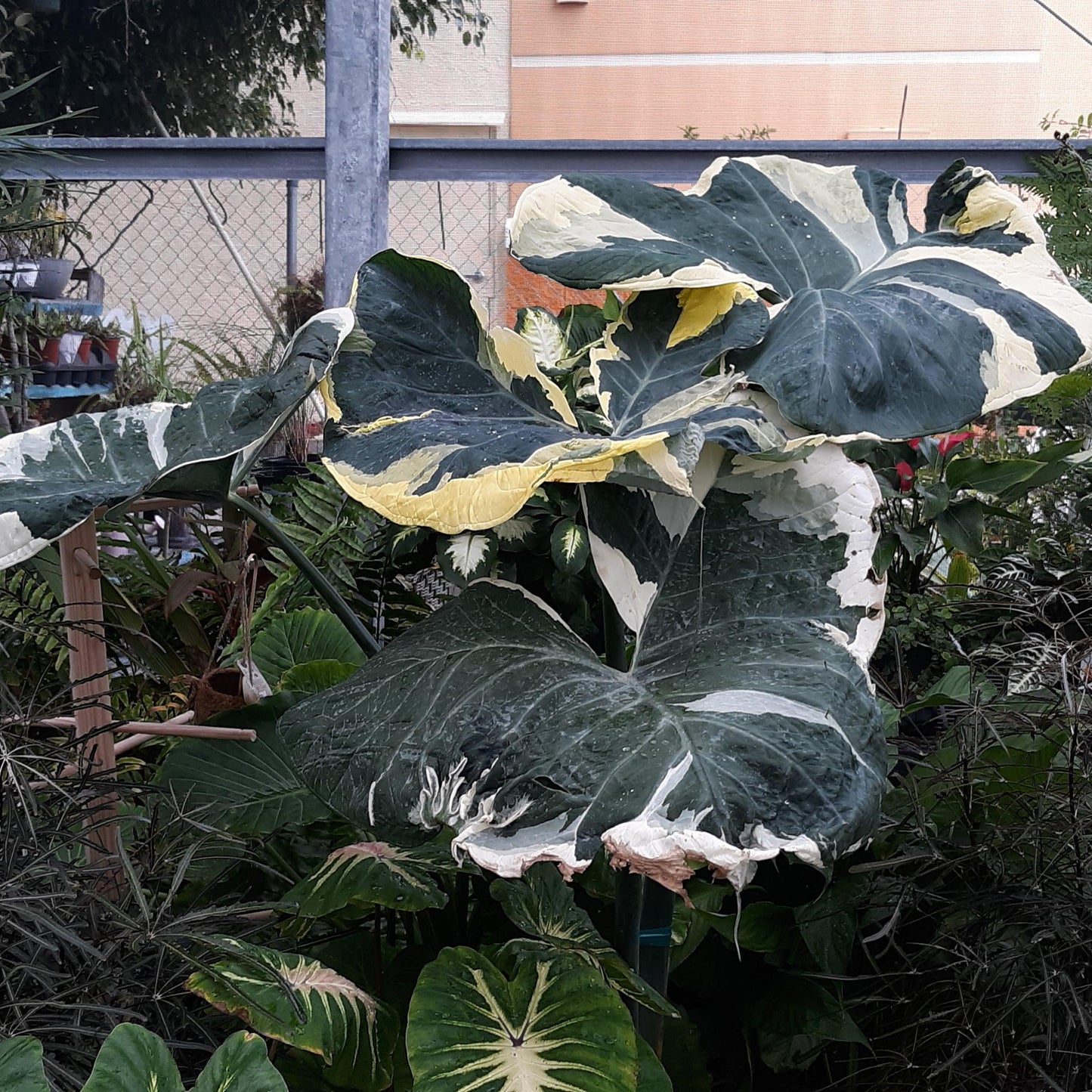 Alocasia Mickey Mouse - View 14 from www redcrocus com